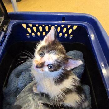 Bert -  Domestic Short Hair Cat for Adoption - Bert | PetCurious