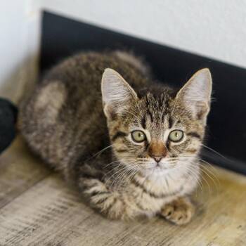 Wyndam -  Tabby Cat for Adoption in Lampasas, Texas - Wyndam | PetCurious