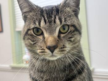Rescue Tabby and Domestic Short Hair Cats for Adoption in Killingly, Connecticut - Prince Vincent (friendliest Cat You