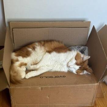 Thor -  American Wirehair Cat for Adoption in Lynchburg, Virginia - Thor | PetCurious