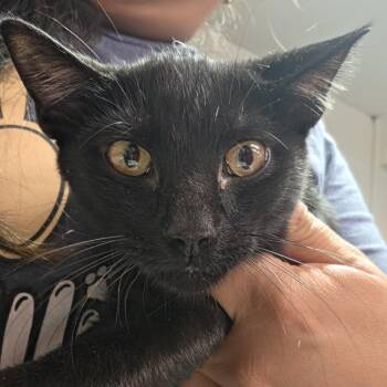 T.C. -  Domestic Short Hair Cat for Adoption in Leander, Texas - T.C. | PetCurious