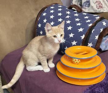 Rescue Domestic Short Hair Cats for Adoption in Avonmore, Pennsylvania - Amos | PetCurious