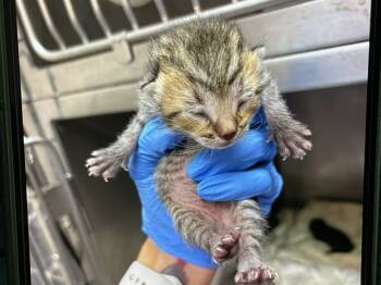 Rescue Domestic Short Hair Cats for Adoption in San Bernardino, California - A585590 | PetCurious