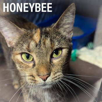 HONEYBEE -  Domestic Short Hair and Torbie Cat for Adoption in Griffith, Indiana - HONEYBEE | PetCurious