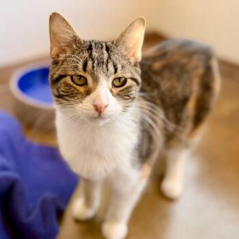 Domestic Short Hair Cats Available for Adoption in Green Bay, Wisconsin - Ozzy | PetCurious