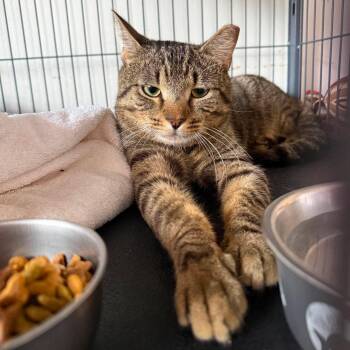 Jerry -  Tabby Cat for Adoption in Huntington, New York - Jerry | PetCurious