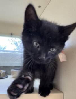 Dopey -  Domestic Short Hair Cat for Adoption in Buena Vista, Colorado - Dopey | PetCurious