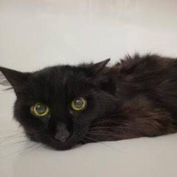 Domestic Long Hair Cats Available for Adoption - Clover--Available With Vet Care Dupport For Life | PetCurious