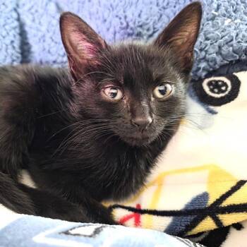 Domestic Short Hair Cats Available for Adoption in San Antonio, Texas - LOLLIPOP | PetCurious
