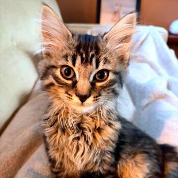 Luna Fluffgood -  Domestic Long Hair Cat for Adoption in Hopkinton, Massachusetts - Luna Fluffgood | PetCurious