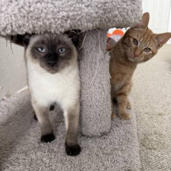 Siamese Cats Available for Adoption - Pip | PetCurious