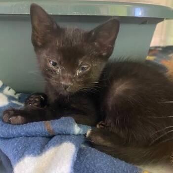 Plankton -  Domestic Short Hair Cat Available for Adoption in Emporia, Kansas - Plankton | PetCurious