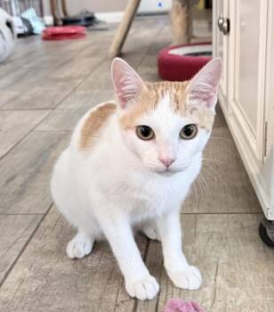 Colby Cheese -  Tabby and Domestic Short Hair Cat for Adoption in Dallas, Texas - Colby Cheese | PetCurious