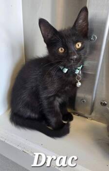 Drac -  Domestic Short Hair Cat for Adoption in Sidney, Ohio - Drac | PetCurious