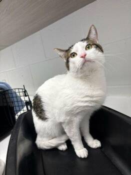 Domestic Short Hair Cats Available for Adoption in Kansas City, Missouri - Are You A Disco Worm? | PetCurious