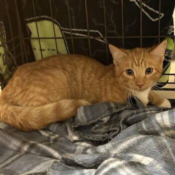 Boots -  Domestic Short Hair Cat for Adoption in Mason City, Iowa - Boots | PetCurious