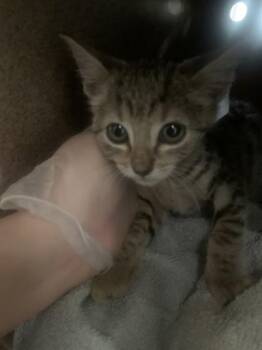 Brittany -  Domestic Short Hair Cat for Adoption in New Orleans, Louisiana - Brittany | PetCurious