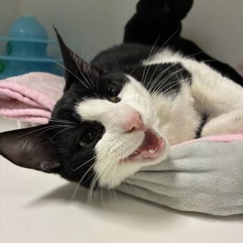 Domestic Short Hair Cats Available for Adoption - Lunch Box | PetCurious