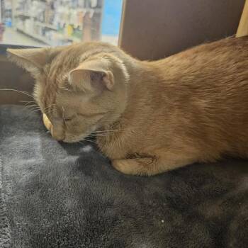 Domestic Short Hair Cats Available for Adoption in Newcastle, Oklahoma - Clementine | PetCurious