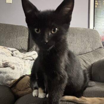 Ulysseus -  Domestic Short Hair Cat for Adoption in Kirksville, Missouri - Ulysseus | PetCurious