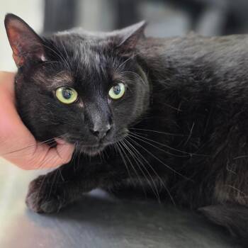 Asher -  Domestic Short Hair Cat for Adoption in Chapel Hill, North Carolina - Asher | PetCurious