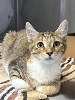 Royal -  Domestic Short Hair Cat for Adoption in West Chester, Pennsylvania - Royal | PetCurious