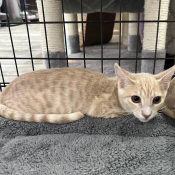 Fall Preview -  Domestic Short Hair Cat for Adoption in Boerne, Texas - Fall Preview | PetCurious