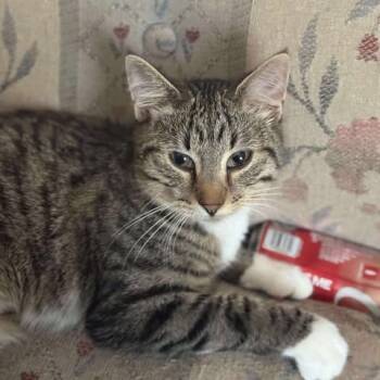 Rescue Domestic Short Hair Cats for Adoption in Lyle, Minnesota - Wheezy | PetCurious