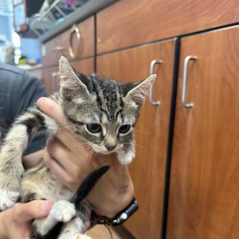 Domestic Short Hair Cats Available for Adoption in Port Charlotte, Florida - Bella | PetCurious