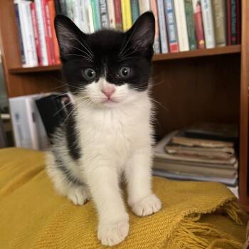 Luna -  Domestic Medium Hair Cat for Adoption in Westminster, California - Luna | PetCurious