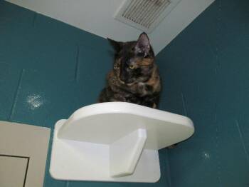 Scarlett -  Domestic Short Hair Cat for Adoption in Bloomington, Indiana - Scarlett | PetCurious