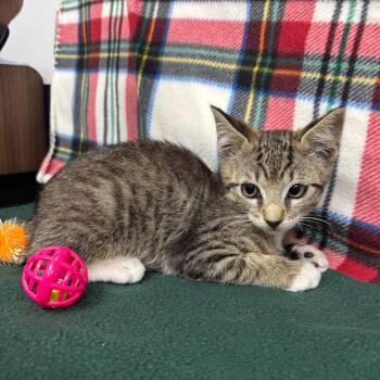 Torin -  Domestic Short Hair Cat for Adoption in Long Beach, California - Torin | PetCurious