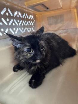 Jasmine -  Domestic Short Hair Cat for Adoption in West Chester, Pennsylvania - Jasmine | PetCurious
