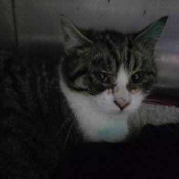 Domestic Short Hair Cats Available for Adoption - Dunk | PetCurious