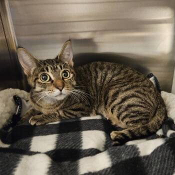 Domestic Short Hair Cats Available for Adoption in Port Townsend, Washington - Penny | PetCurious