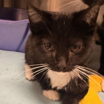 Domestic Short Hair Cats Available for Adoption - Sweet Cheeks | PetCurious