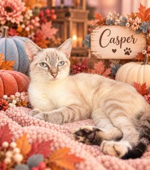 Casper -  Siamese and Domestic Short Hair Cat for Adoption in Tavares, Florida - Casper | PetCurious