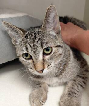 Samantha -  Domestic Short Hair Cat for Adoption in Montello, Wisconsin - Samantha | PetCurious