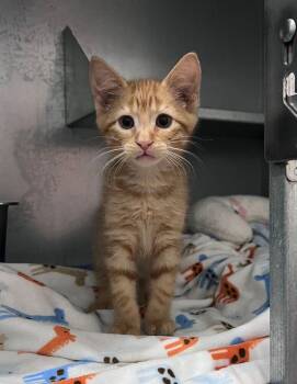 Stinker -  Domestic Short Hair Cat for Adoption in Mcpherson, Kansas - Stinker | PetCurious