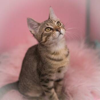 Kooper -  Domestic Short Hair Cat for Adoption in St. Augustine, Florida - Kooper | PetCurious