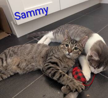 Sammy -  Domestic Short Hair Cat for Adoption in West Richland, Washington - Sammy | PetCurious
