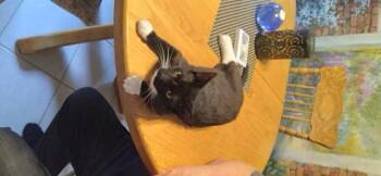 Arcadius -  Domestic Short Hair Cat for Adoption in Pickering, Ontario - Arcadius | PetCurious