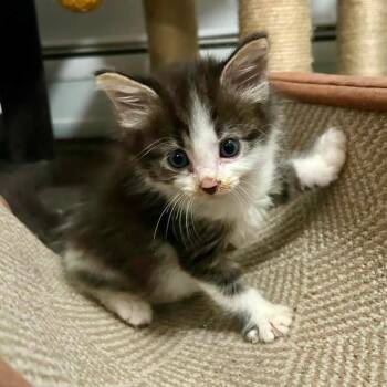 Ghoul -  Domestic Medium Hair Cat for Adoption in Harrisonburg, Virginia - Ghoul | PetCurious