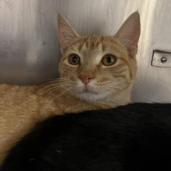 Domestic Short Hair Cats Available for Adoption - Clover | PetCurious