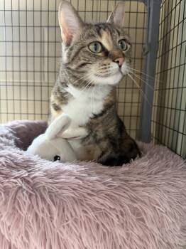 Domestic Short Hair Cats Available for Adoption in Kalamazoo, Michigan - French Fry | PetCurious