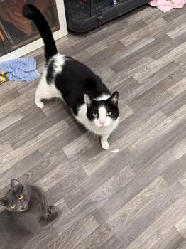 Oreo -  Domestic Short Hair Cat for Adoption in West Mifflin, Pennsylvania - Oreo | PetCurious