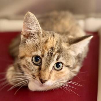 Vicky -  Domestic Short Hair Cat for Adoption in Stafford Township, New Jersey - Vicky | PetCurious