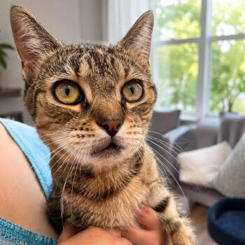 Rita -  Domestic Short Hair Cat for Adoption in Hopkinton, Massachusetts - Rita | PetCurious