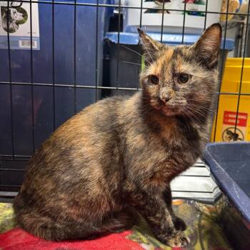 Domestic Short Hair Cats Available for Adoption - Purrnelope | PetCurious