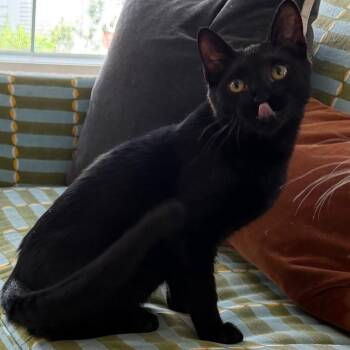 Asteroid Destroyer -  Domestic Short Hair Cat for Adoption in Houston, Texas - Asteroid Destroyer | PetCurious